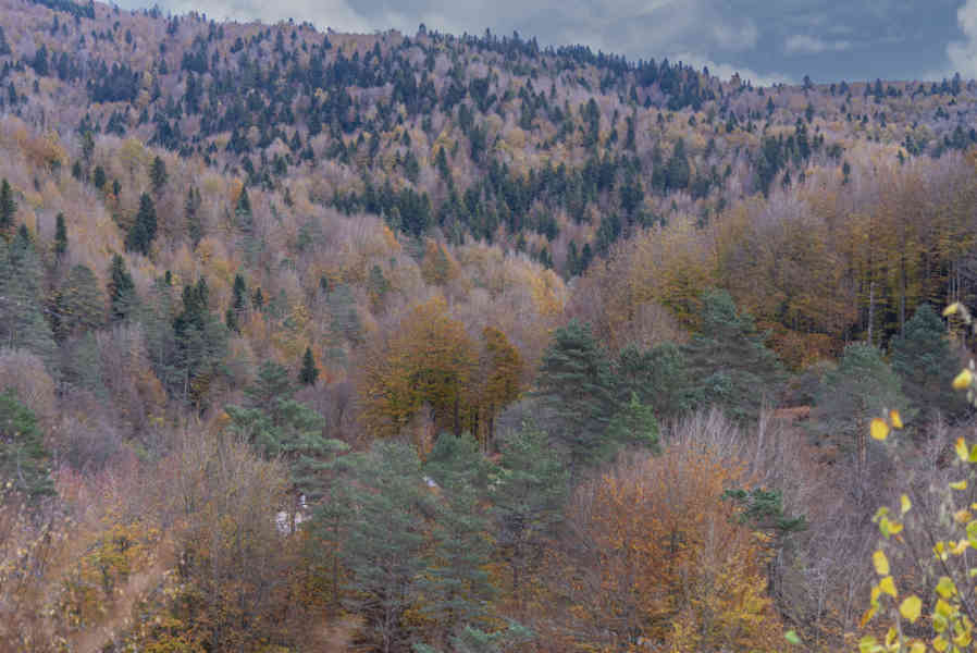 Comunidad Foral de Navarra 113 - Selva de Irati.jpg